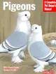 Barron's Pigeons ─ Everything about Purchase, Care, Management, Diet, Diseases and Behavior