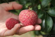 Lychee Tree - Litchi chinensis
