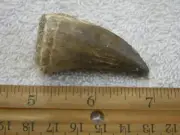 Dinosaur fossil Jumbo Mosasaurus teeth FC29