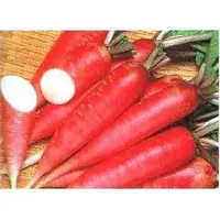 在飛比找蝦皮購物優惠-日本手指紅蘿蔔種子300粒30元