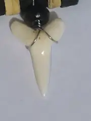 REAL SHARK TOOTH PENDANT 2.2cm ON 2mm BLACK LEATHER CORD,