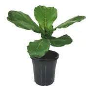 180mm Fiddle Leaf Fig - Ficus lyrata