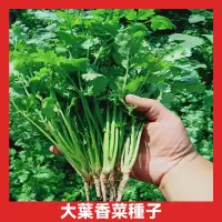 在飛比找蝦皮購物優惠-日本大葉香菜種子 香芫荽種子小葉香菜種子 四季香菜種子 香菜