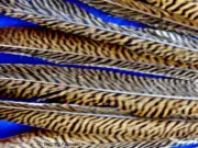 10 Beautiful Golden Pheasant Feathers Hand Sorted for Quality Sold by length