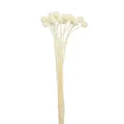 Preserved Australian Native Dried Craspedia Billy Button Bunch 20 pcs - White...