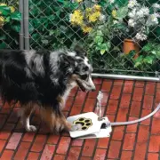 Dog Water Fountain Pet Fountain - Upgraded Dog Fountain Outdoor Dog Water Spr...