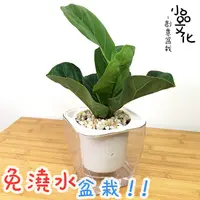 在飛比找蝦皮商城優惠-【小品文化】琴葉榕【現貨】4吋透明免澆水盆栽 懶人盆栽 觀葉