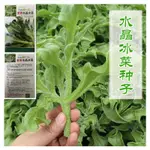 種子 冰菜種子四季播種冰草農家蔬菜種子水晶冰菜盆栽菜種子耐寒耐旱/種籽