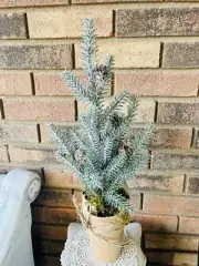 Small Iced Pine Christmas Winter Tabletop Tree 21”