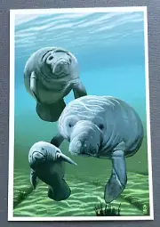 Manatees - Lantern Press Postcard
