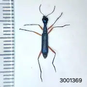 Carabidae Neocollyris sp. A1 #1369 NORTH THAILAND