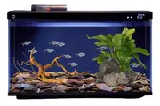 Xiaomi Mijia Fishtank Landscape - Anubias and Seiryu Stone