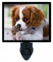Dog Decorative Photo Night Light, Cavalier King Charles Spaniel Puppy