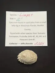 RARE Fossilized LIMPET Shell From Central Florida & BONUS Shell.