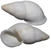 555 seashells Chrysallis Antonii VERY LARGE ALBINO 66mm F+++, superb albinistic