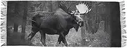 [XYMZR] Women’s Scarf Moose Forest Black White Soft Warm Long Scarves Shawl Wrap for Winter Autumn Spring Travel Office Home, Multi-colored