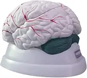CHROX PVC Using Models of Human Brain Colors, Skeletal Models, Human Brain Anatomy, Including Basic Tools for Modeling The Human Body