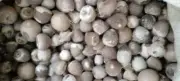 betel nut