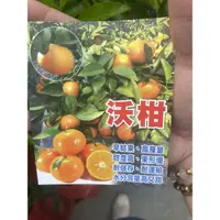 在飛比找蝦皮購物優惠-《花果山🐒》 -- 新品種柑 沃柑 （非黃金茂谷）原價$48