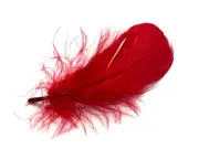 80 Feathers - Red Goose Coquille Loose Plumage Halloween Wedding Supply Art
