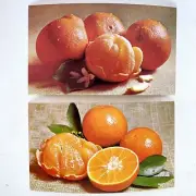 1973 Florida Dept of Citrus Temples Tangelos Oranges Postcards Set Of 2 NOS