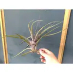 小原多肉. 滷肉..空氣鳳梨.TILLANDSIA NOVAKII