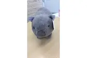 Cuddlekins: Wombat - 12 Inch Plush