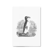 Penguin Drawing Animal Office Library Wall Art #2