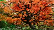 man cave wall decor treescape tree of life art poster