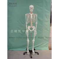 在飛比找蝦皮購物優惠-(MD-B_1268)170CM人體骨骼模型170公分人骨模