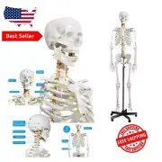 Articulated Human Skeleton Model - Removable Joints and Rolling Stand Included