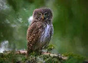 Great Gray Owl Glossy Poster Picture Photo Picture Print spectral lapland spruce