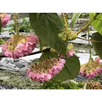 在飛比找蝦皮購物優惠-鳳凰花園～百鈴花、非洲芙蓉枝條