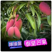 泰皇芒果盆栽【嫁接苗】King Thai mango泰國芒果泰皇頂尖品種Maha Chanok的改良品種 馬哈芒果 愛文