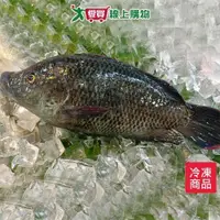 在飛比找ETMall東森購物網優惠-海水吳郭魚300~400G/尾【愛買冷凍】