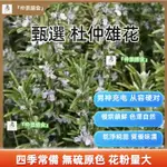 【非洲淫花茶】男性滋補茶男人腎補腰茶養生茶杜仲雄花鎖陽肉蓯蓉泡酒藥材新鮮優質天然食補慢烘鎖鮮無硫原色產地直供