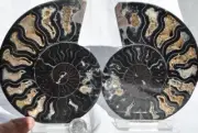 9899 RARE 1in100 BLACK Ammonite PAIR Deep Crystals 110myo FOSSIL LRG 133mm 5.2"