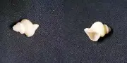#2000 Coralliophila Smith,, Jeffrey Bay, South Africa 16.6mm sea snail shell