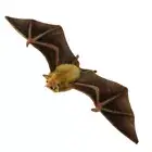 HANSA ORANGE NECTAR BAT REALISTIC STUFFED ANIMAL PLUSH SOFT TOY 42cm W **NEW**