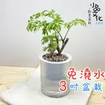 【小品文化】羽葉福祿桐【現貨】3吋條紋圓免澆水盆栽 懶人盆栽 觀葉植物 室內植物 自動吸水 創意花盆 居家辦公盆花