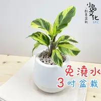 在飛比找蝦皮商城優惠-【小品文化】大理石竹芋【現貨】3吋雪胖免澆水盆栽 懶人盆栽 