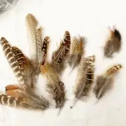 NATURAL pheasant feathers 3"-5" Bundles For Crafting Or Fly Tying