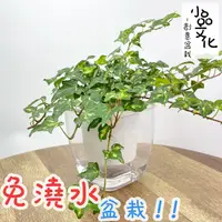 在飛比找蝦皮商城優惠-【現貨】【小品文化】黃翠斑常春藤 4吋透明懶人盆栽 簡單種植