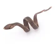 Snake Ring Wrap Adjustable Antique Copper Plated Brass 8-10us size 4001
