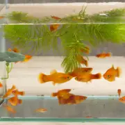 Lotus Bed Betta Resting Perch Fish Leaf Hammock Aquarium Accessories