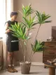 綠意滿室巴西鐵仿真植物盆景室內客廳落地擺件打造自然清新氛圍 (8.3折)