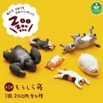 睡眠動物ZOO大猩猩 扭蛋