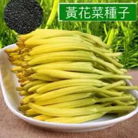 在飛比找蝦皮購物優惠-【食用黃花菜種子】 金針菜籽 四季播種 天然補腦安神種子 黃