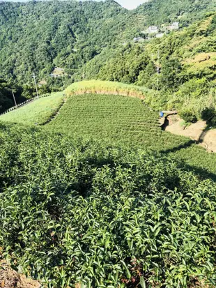 【雪山茶行】東方美人茶 白毫烏龍 膨風茶 自產自銷 坪林茶 比賽茶 生茶 高山茶 蜜甜香 禮盒 (9.8折)