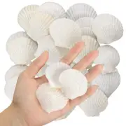 40PCS Natural Scallop Shells 1.4-2.4inch White Small Sea Shells for Crafts9543